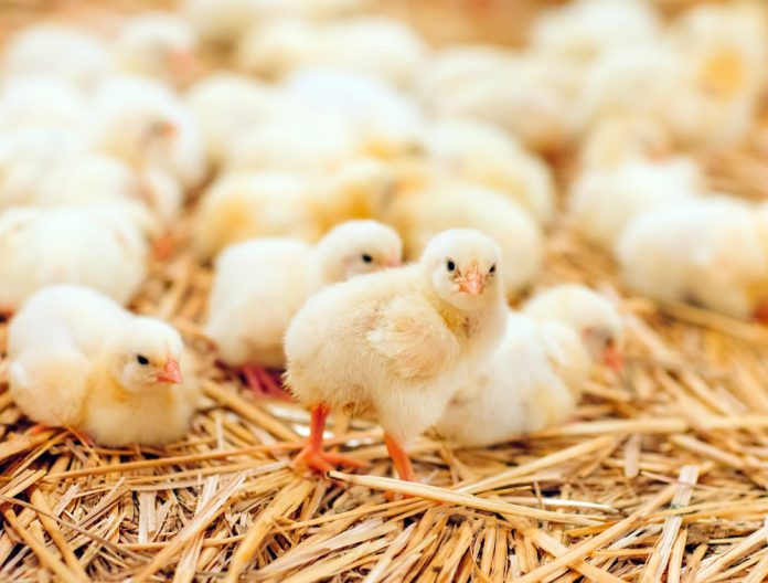Brak apetytu u kurczat – na co moze wskazywac