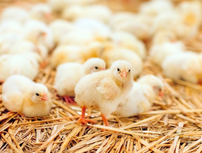 Brak apetytu u kurczat – na co moze wskazywac